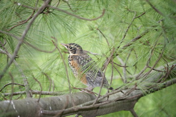 A Juvenile Robin Sitting On A Branch