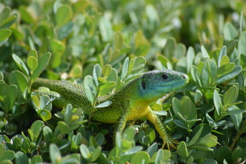 Lézard vert européen