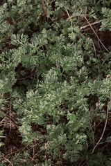 Vertical photo of wormwood in a soft green color close up