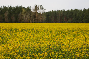 Obraz premium Canola fields or Rapeseed plant. Selective focus.