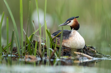 Great crested grebe (Podiceps cristatus)