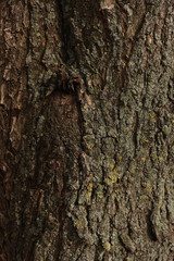 Close-up of old tree bark