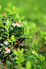 Lingonberries or cowberries flowers blooming. forest plants in summer.