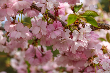 Cherry tree in red flowers. Full bloomed sweet cherry twig blossoms.
