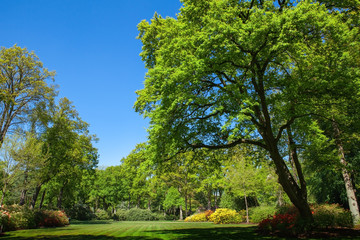 Green trees and lawn in a public park.