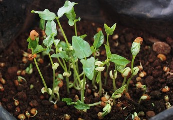sprouts of red cow peas. Microgreens or super food home grown