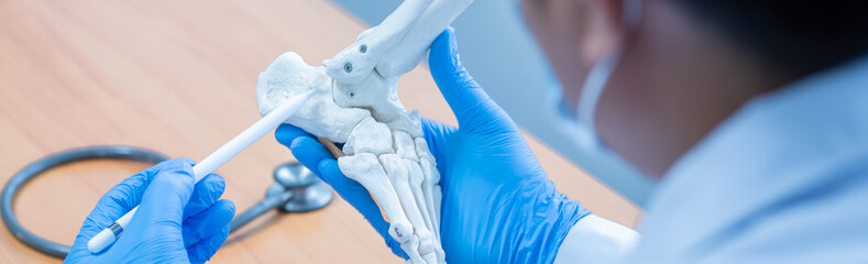 close-up hand wear medical gloves doctor in medical gloves holds artificial boneof the foot in...