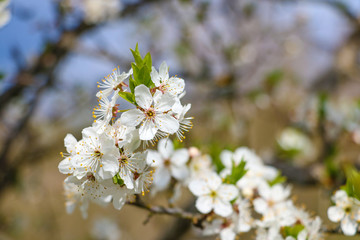 Cherry tree in white flowers. Full bloomed sweet cherry twig blossoms.