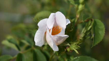 Rose aufblühend, Hundsrose mit weißen und rosa Blättern und orangenen Staubgefäßen im Frühling