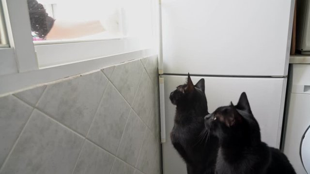 A woman washes a window, and a pair of black cats wave their head to the beat.