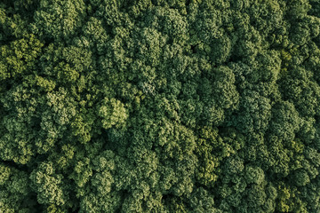 Aerial view of lush green forest in the mountains