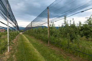 Fototapeta premium protective net in the apple orchard, bad weather