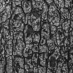 Fototapeta na wymiar Ashes soot texture of burnt tree. Black wood charcoal background
