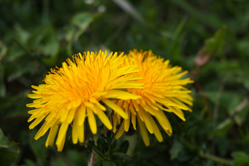 Dandelion macro photo. Yellow dandelion flower. Green dandelion leaves.