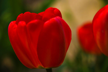 Red tulips close-up in the garden. Selective focus.