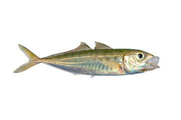 Naklejka premium Horse mackerel or scad fish isolated on white background