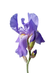 Isolated blue iris flower and two buds on a white background. Close-up.