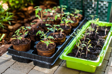 small sprouts grow in pots for growing. gardening. seedlings