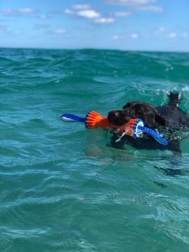 Cute dog carrying a toy in his mouth while swimming in the sea. Labrador playing on the beach.