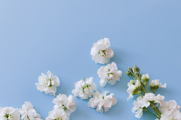 White small flowers on a pale blue background. top view of blooming matthiola. Place for your product and text.