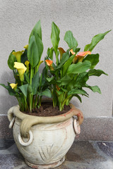 vaso di fiori in anfora calle 