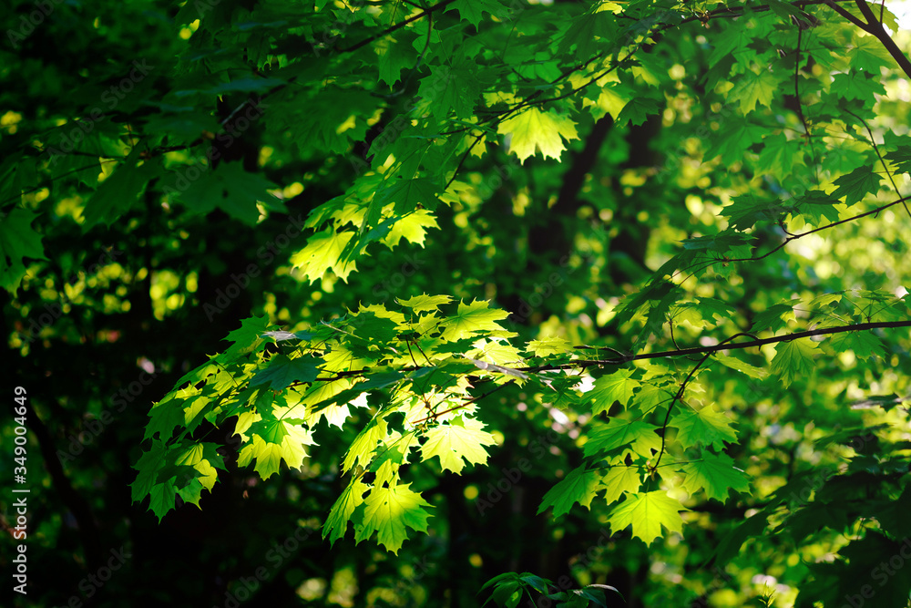 Wall mural fresh green maple foliage in spring in the forest closeup.