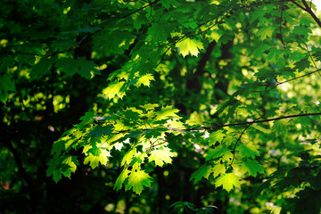 Fresh green maple foliage in spring in the forest closeup.