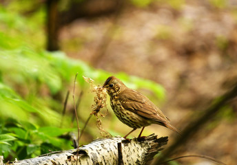 forest motley birds hunting in the forest under normal conditions