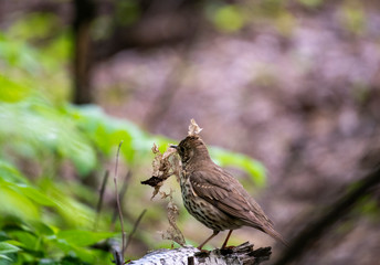 forest motley birds hunting in the forest under normal conditions