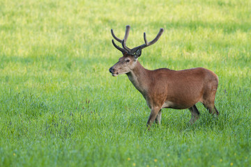 Red deer, cervus elaphus, with antlers growing in velvet.