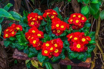 potted red and yellow primrose plants with colorful flowers, Exotic plant specie from America