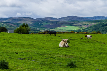 Fototapeta na wymiar Scottish highland cows on the meadow