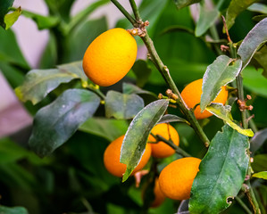 fruit bearing kumquat plant in closeup, tropical plant specie from china, Asia