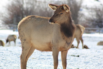 Obraz na płótnie Canvas Baby Elk