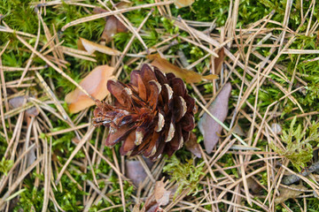 A small pine cone lies in the grass. Selective focus.