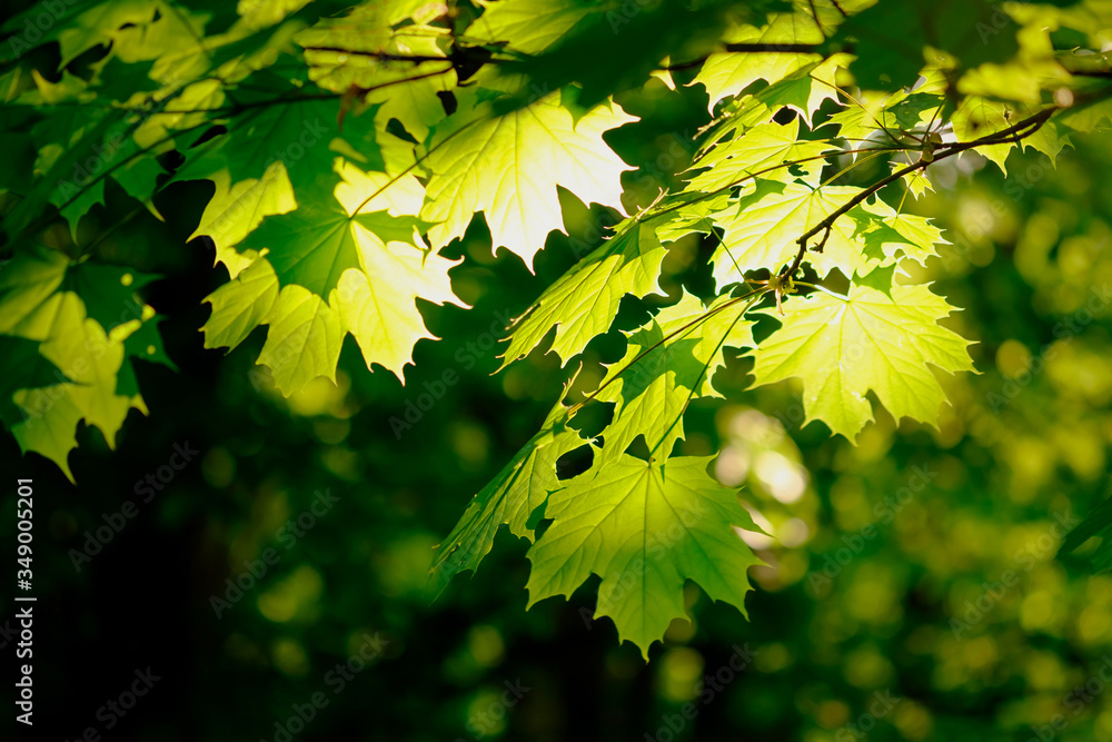 Wall mural fresh green maple foliage in spring in the forest closeup.