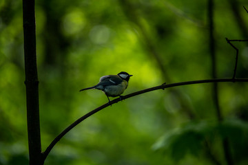 forest motley birds hunting in the forest under normal conditions