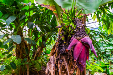 closeup of a bunch of banana's with a big pink flower, tropical plant specie from Australia