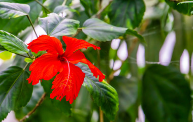 macro closeup a vibrant red chinese hibiscus flower, popular cultivated tropical plant from Asia