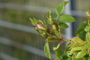 Frische Knospe der Hundsrose mit rosa Blütenblättern der Rose und ganz kleinen Knospen
