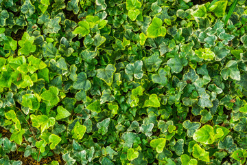 the leaves of a yellow variegated ivy plant in closeup, special ornamental cultivated specie