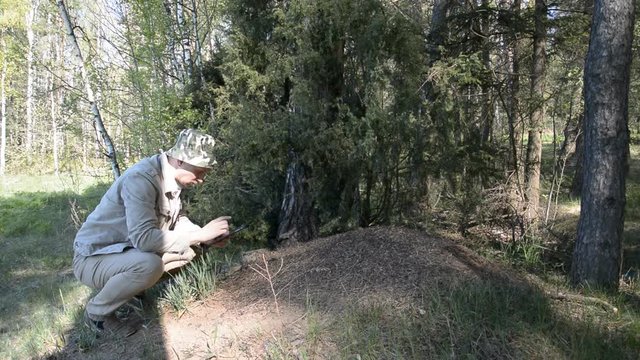 Scientist entomologist studies ants in a pine forest in Europe