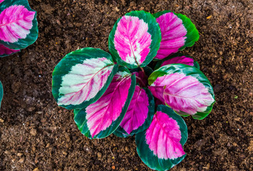 closeup of a pink elephant ear plant, tropical plant specie from America