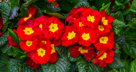 beautiful red and yellow primula flowers, popular tropical ornamental plant specie from America