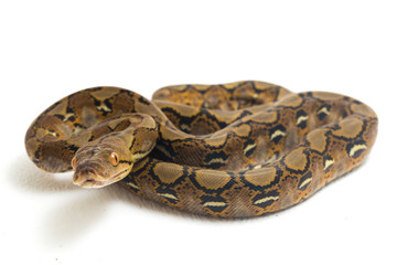 Reticulated Python (Python reticulatus) isolated on white background.