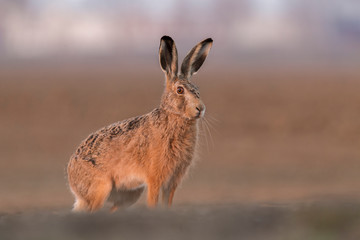 Sitting Hare (Lepus europaeus)