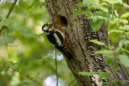 Ein Buntspecht Weibchen bringt Insekten zur Baumh&ouml;hle