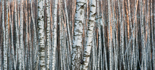 Fototapeta premium Birch forest. Birch tree. Background