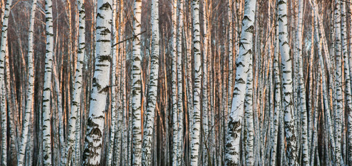 Obraz premium Birch forest. Birch tree. Background
