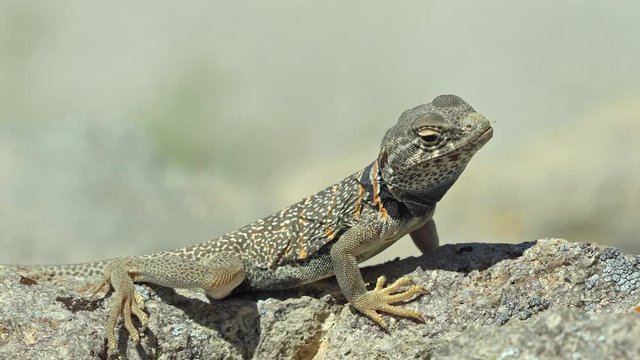 Great Basin Collared Lizard basking in the sun in the Utah West Desert at Topaz Mountain.
